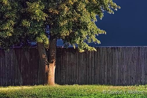 Tree Beside Fence_25851-3.jpg - Photographed at Smiths Falls, Ontario, Canada.